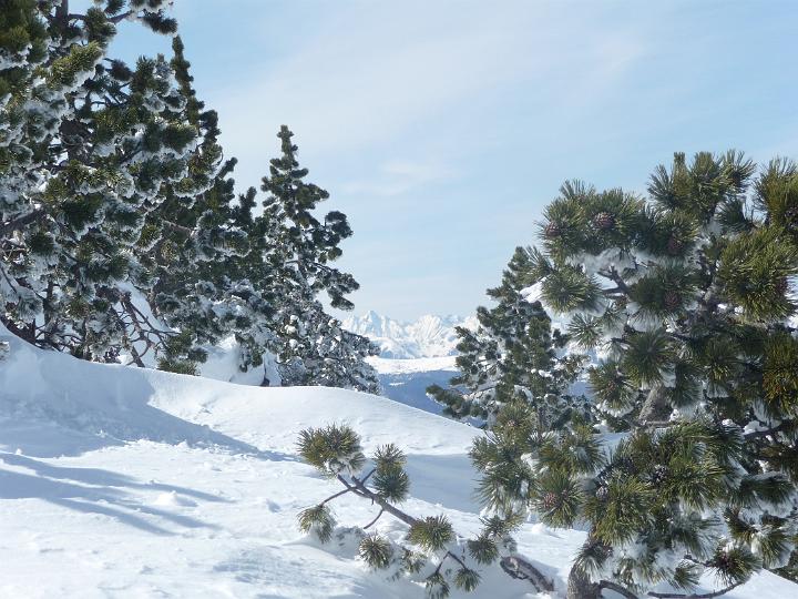 Tarbesou_2010 016.jpg - Le mont valier entre 2 arbres